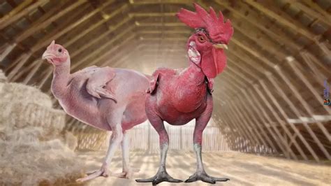 featherless chicken breed|Exploring the Truth About Featherless Chickens